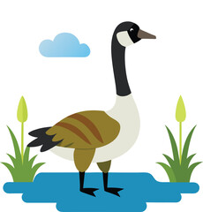 Canadian  goose vector art illustration