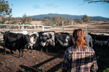cows being treated with worming drench in cattle yards in australia