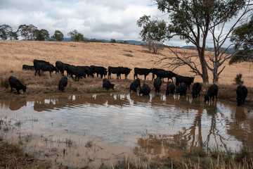 Angus, wagyu and murray grey beef bulls and cows, being grass fed on a hill in Australia.