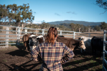cows being treated with worming drench in cattle yards in australia