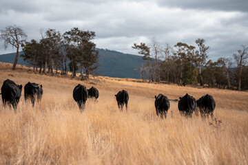 Angus, wagyu and murray grey beef bulls and cows, being grass fed on a hill in Australia.