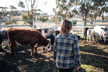 cows being treated with worming drench in cattle yards in australia
