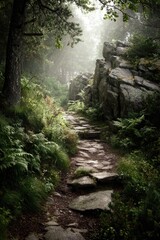 Obraz premium Misty mountain path through lush forest