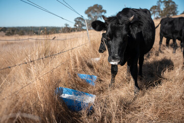 mineral cows with mineral blocks for cattle, cow lick block on a farm