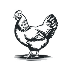 Hand drawn vector illustration of a chicken in a farm setting