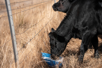 mineral cows with mineral blocks for cattle, cow lick block on a farm