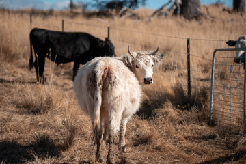 Obraz premium Angus, wagyu and murray grey beef bulls and cows, being grass fed on a hill in Australia.