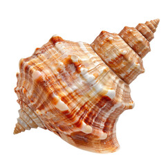 Obraz premium Close-up of a seashell, intricate spiral patterns, warm colors (1)