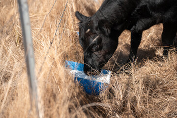 mineral cows with mineral blocks for cattle, cow lick block on a farm