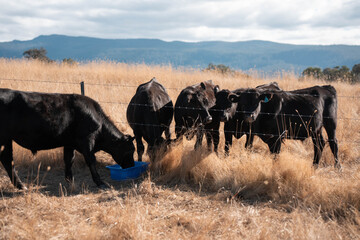 mineral cows with mineral blocks for cattle, cow lick block on a farm