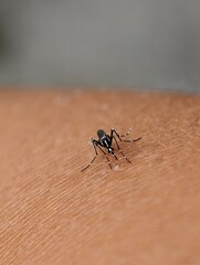 Aedes aegypti mosquito feeding on human skin.
