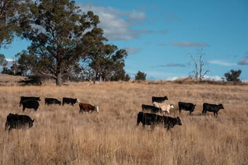 Angus, wagyu and murray grey beef bulls and cows, being grass fed on a hill in Australia.