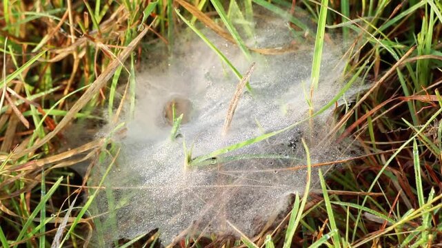 Ground spider webs. It is often funnel-shaped webs built by grass spiders and other members of the Agelenidae family.