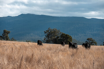 Angus, wagyu and murray grey beef bulls and cows, being grass fed on a hill in Australia.