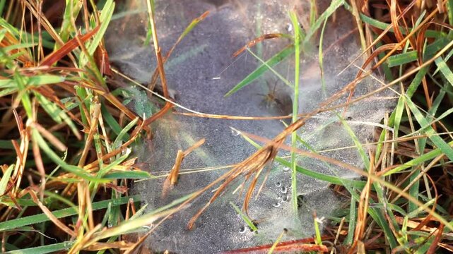 Ground spider webs. It is often funnel-shaped webs built by grass spiders and other members of the Agelenidae family.