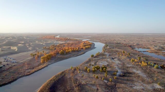 Drone view of lake and river in desert with Populus euphratica forest with yellow golden foliage on sunny autumn day in Xinjiang, China, aerial view of Tata Secret Realm in Yuli, 4k real time footage.