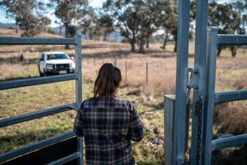 cows being treated with worming drench in cattle yards in australia
