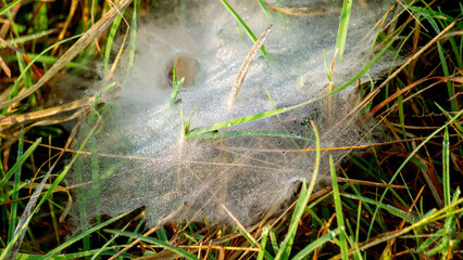 Ground spider webs. It is often funnel-shaped webs built by grass spiders and other members of the Agelenidae family.
