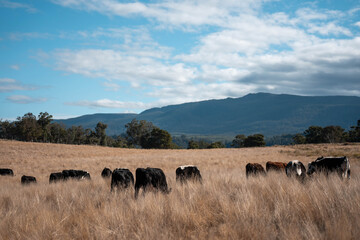 Angus, wagyu and murray grey beef bulls and cows, being grass fed on a hill in Australia.