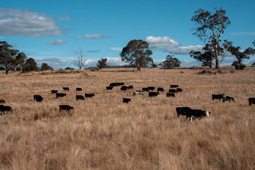 Angus, wagyu and murray grey beef bulls and cows, being grass fed on a hill in Australia.