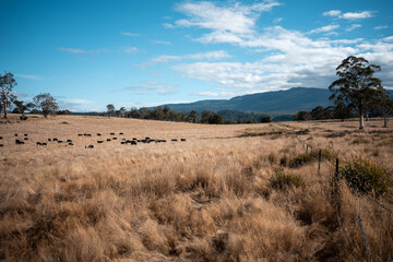 Angus, wagyu and murray grey beef bulls and cows, being grass fed on a hill in Australia.