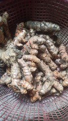 Freshly Harvested Organic Turmeric Roots in a Woven Basket for Culinary Uses
