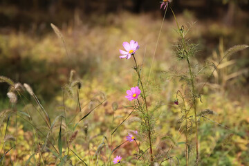 purple flowers in the field