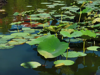 water lilies in the pond