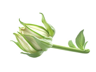 Green unopened flower bud with stem isolated on transparent background