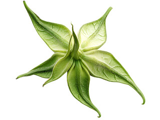Green star shaped flower bud isolated on transparent background