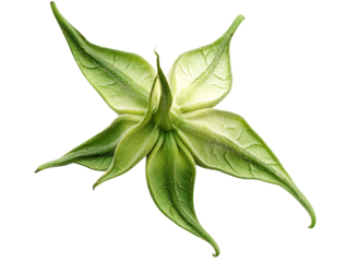 Green star shaped flower bud isolated on transparent background