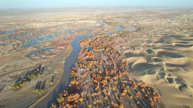 Drone view of lake and river in desert with Populus euphratica forest with yellow golden foliage on sunny autumn day in Xinjiang, China, aerial view of Tata Secret Realm in Yuli, 4k real time footage.
