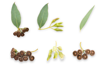eucalyptus branches and flowers isolated on transparent background.