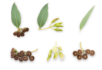 eucalyptus branches and flowers isolated on transparent background.