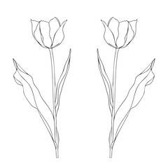 手書きのチューリップの線画イラスト

