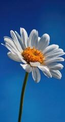 Close-up of a white daisy against a vibrant blue sky