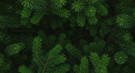 Dense, emerald coniferous needles fill the frame in an overhead, textured shot