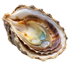 Close up of a single oyster shell with iridescent interior isolated on transparent background