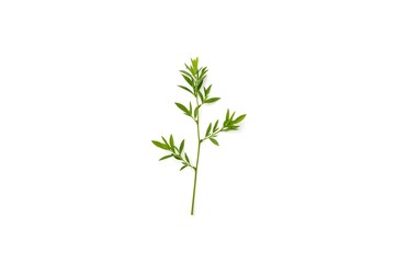 Patchouli sprig on the white background. Patchouli sprig. Isolated on white background.