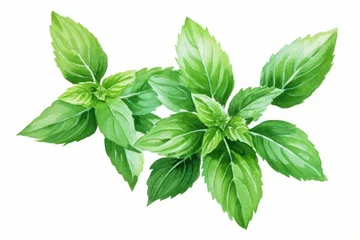 Fotobehang Herbs plant leaf mint. © Rawpixel.com