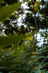 green leafs and nature in the morning