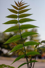 green leafs and nature in the morning