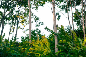 green leafs and nature in the morning