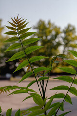 green leafs and nature in the morning