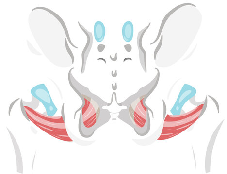 obturator externus