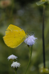 A yellow butterfly perches on a small purple flower, sucking nectar amidst the soft natural setting.(November 27, 2024, Tanjung Uban - Riau Islands, Indonesia)