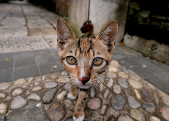 Obraz premium cat, kitten on the street