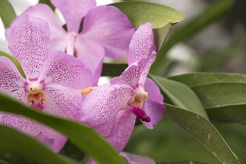 Pink Orchids Blooming Behind Green Leaves