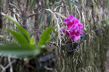 Pink Orchids Growing in Hanging Pots