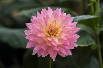 Obraz premium Red Torch Ginger in Bloom